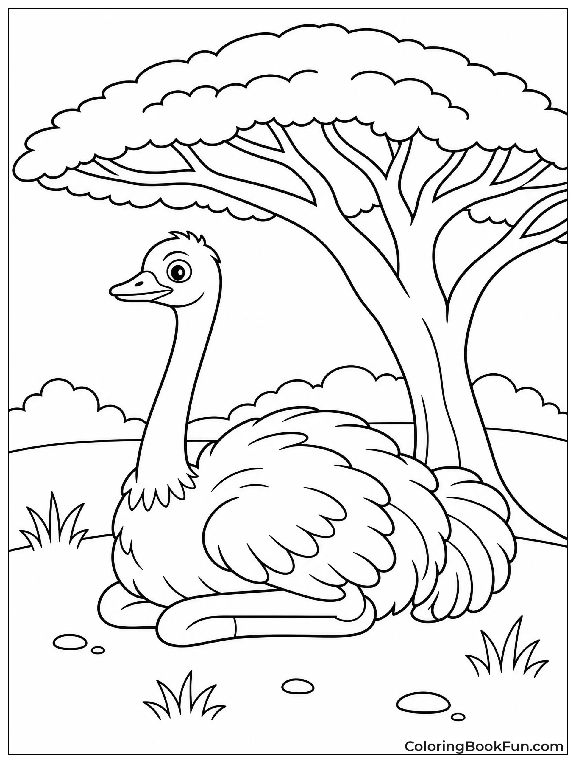 Ostrich Rests Under Acacia Tree