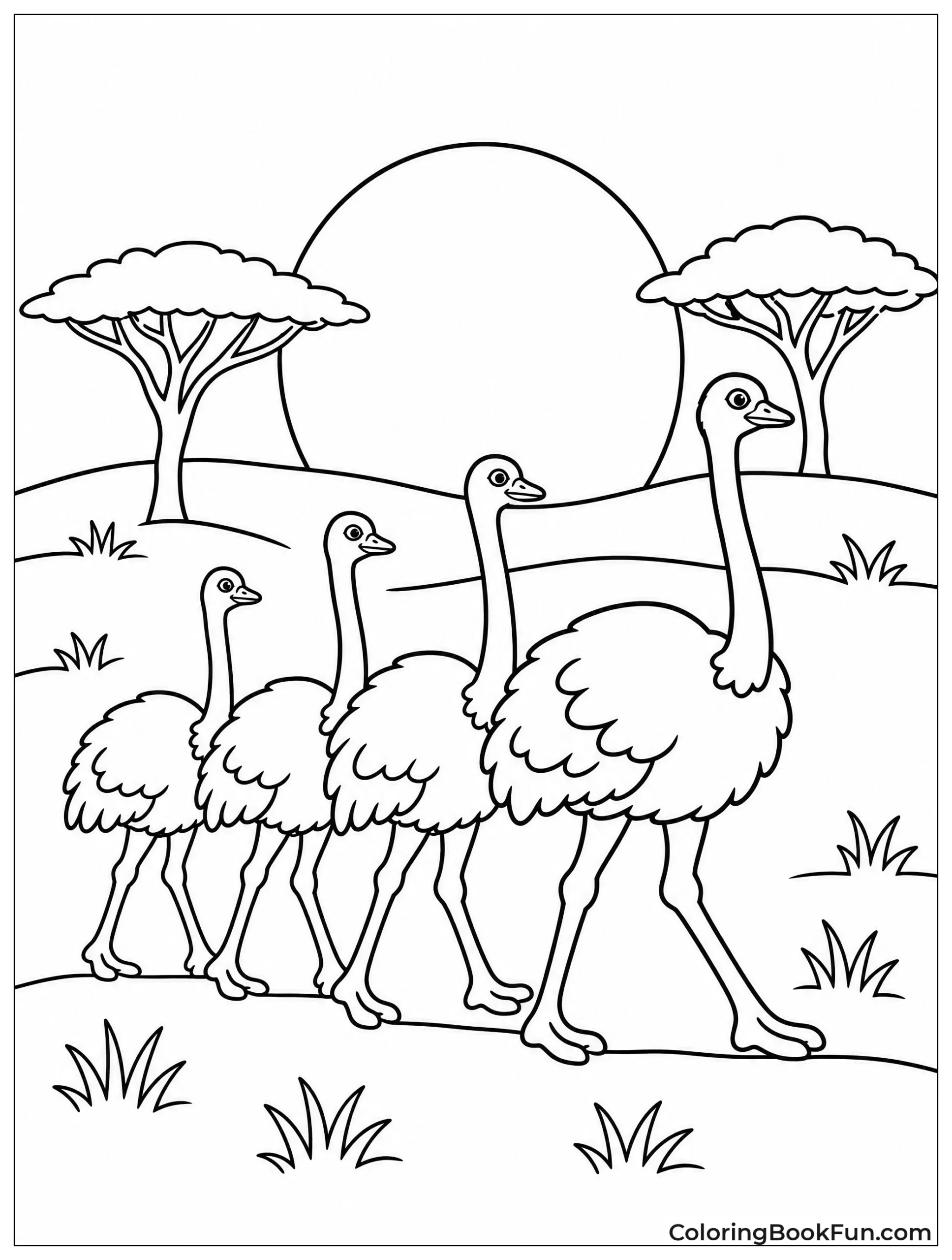 Ostriches Walk at Sunset