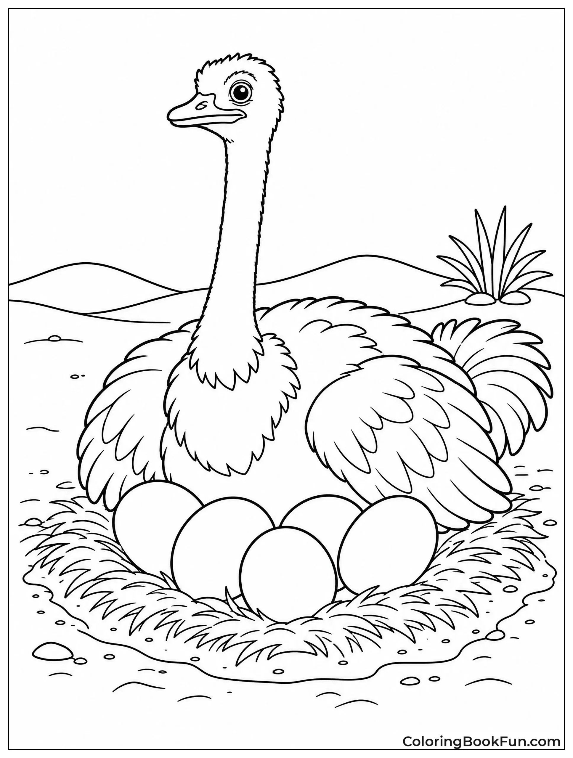 Ostrich Sits on Nest Eggs