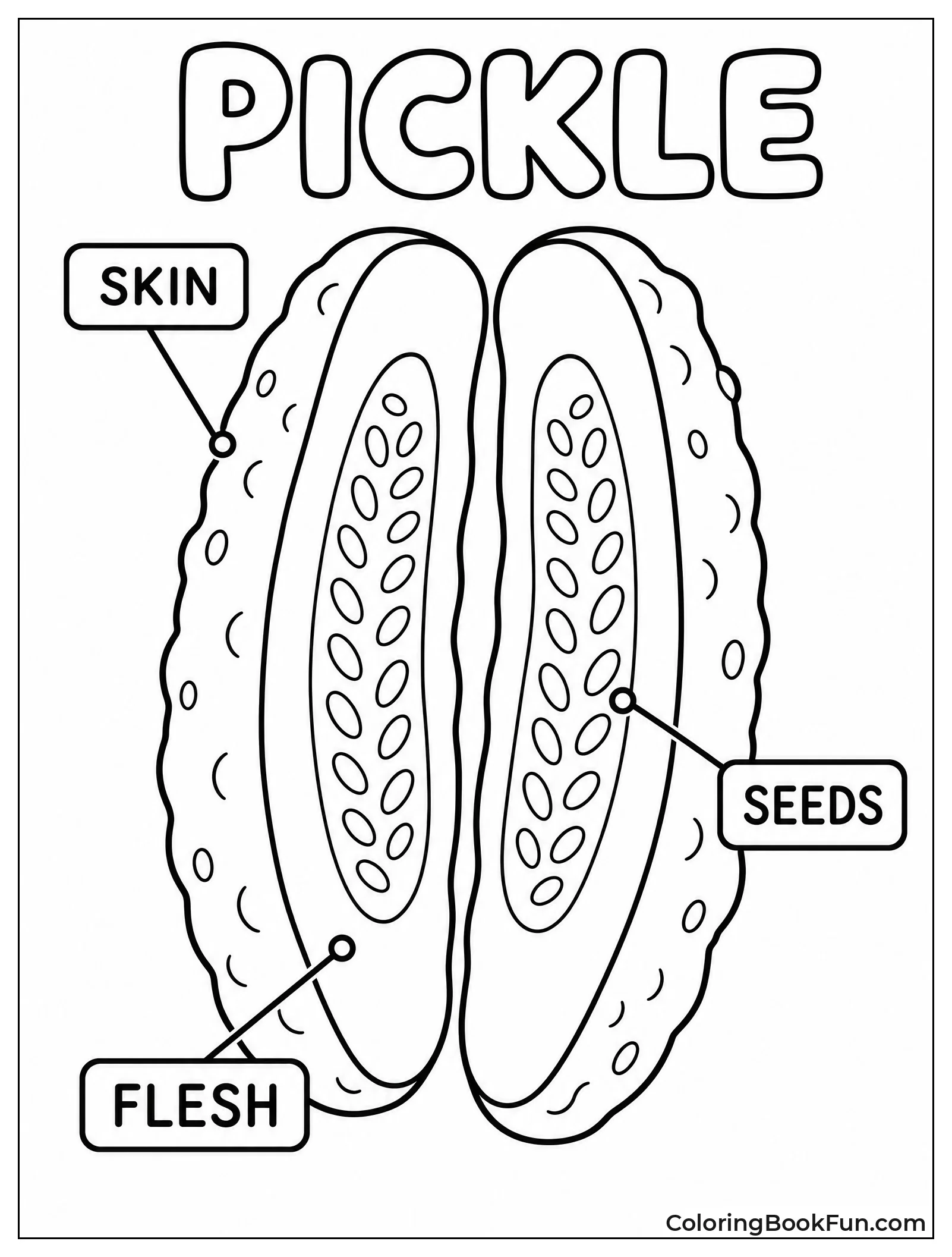 Diagram of Pickle Anatomy