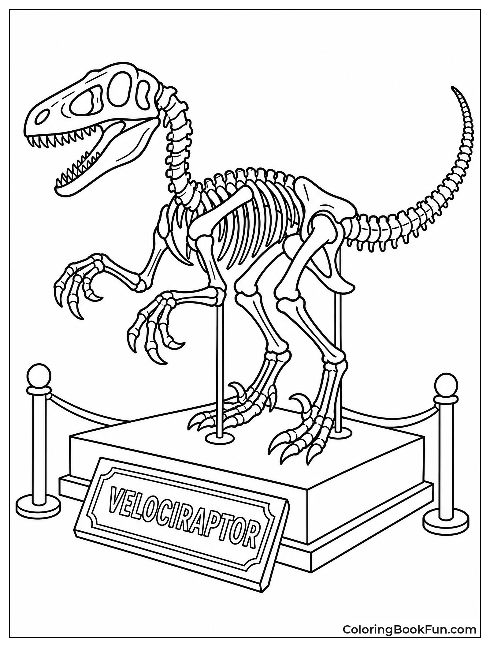 Velociraptor Skeleton on Display