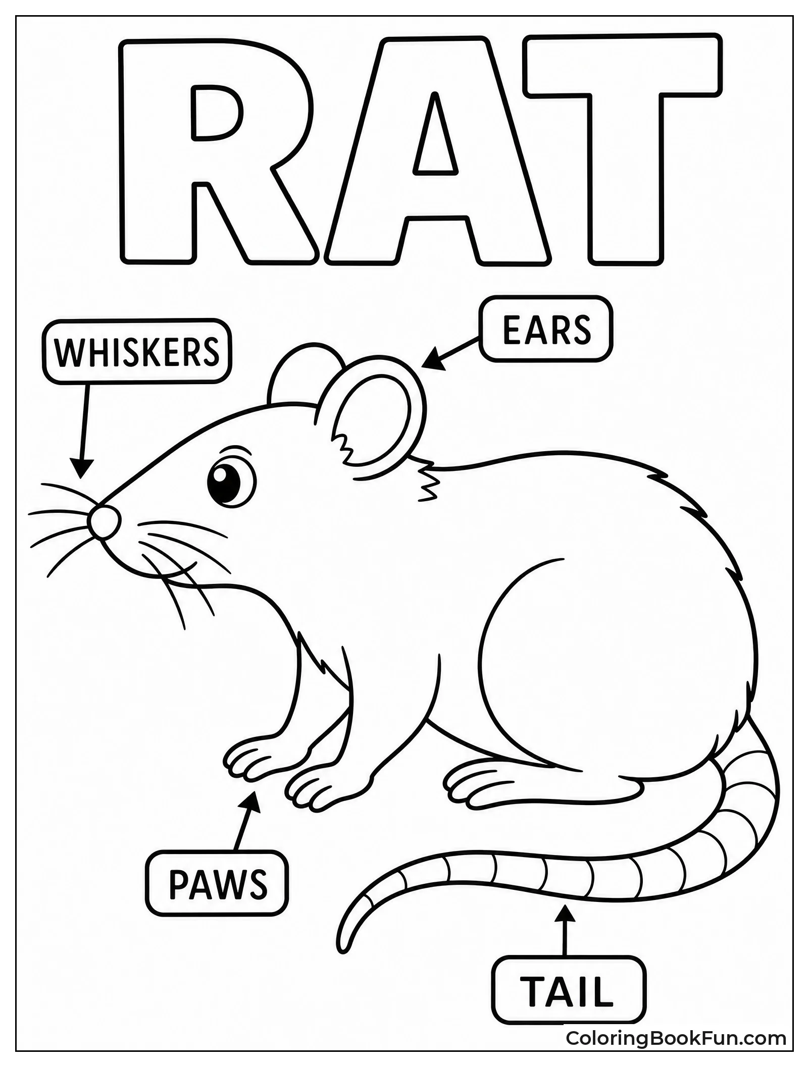 Rat Anatomy with Labels