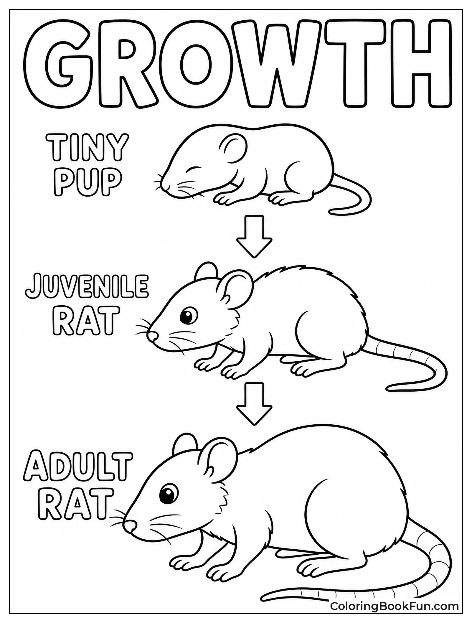 Rat Life Cycle Diagram