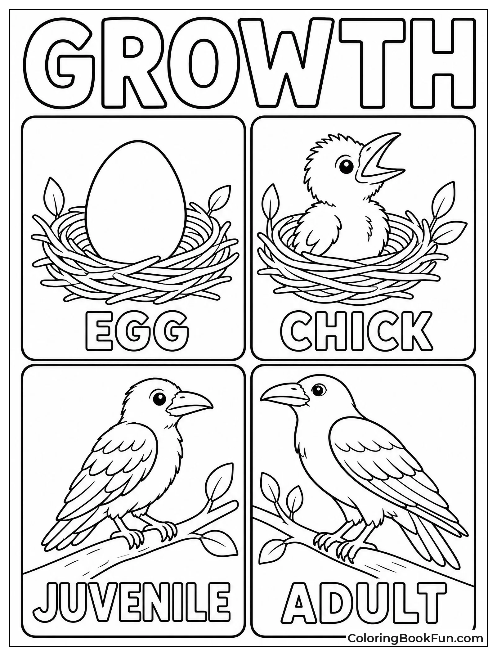 Raven Life Cycle from Egg to Adult