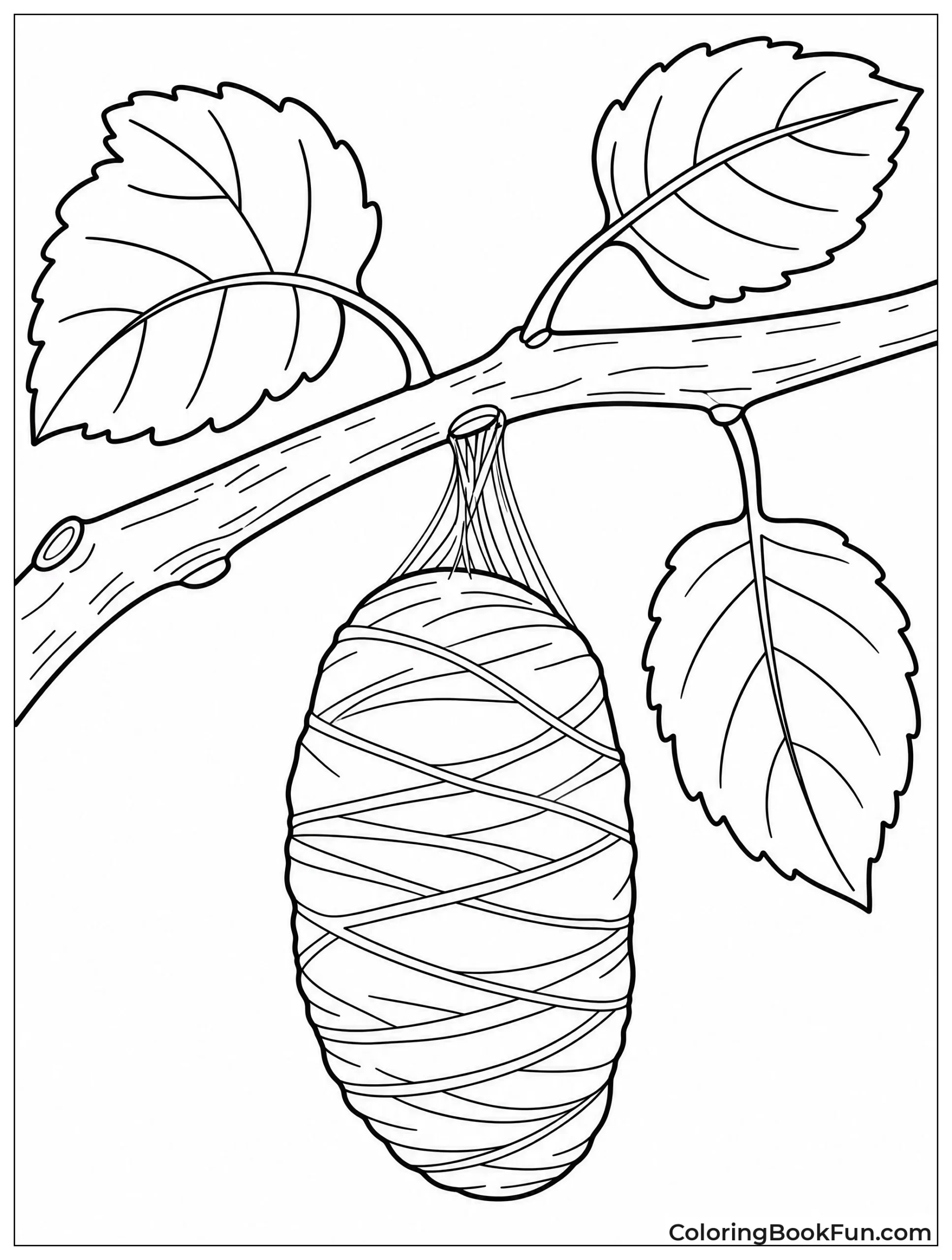 Silk Cocoon Hanging from Branch