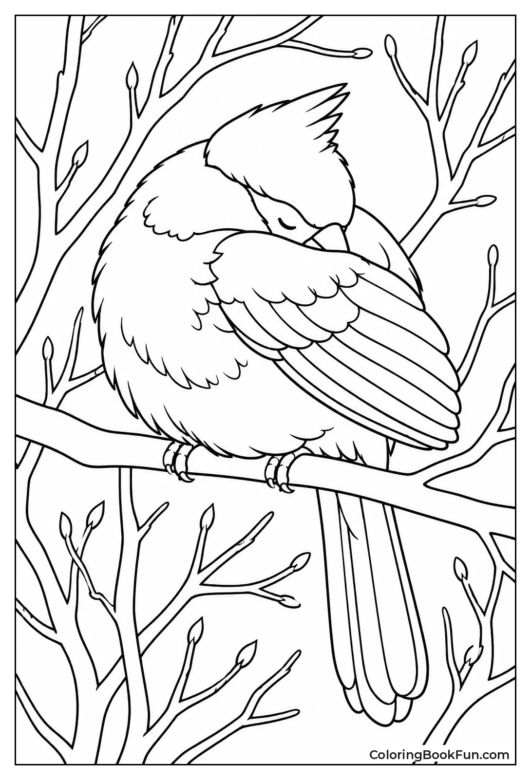 Sleeping Cardinal Tucked in Thicket