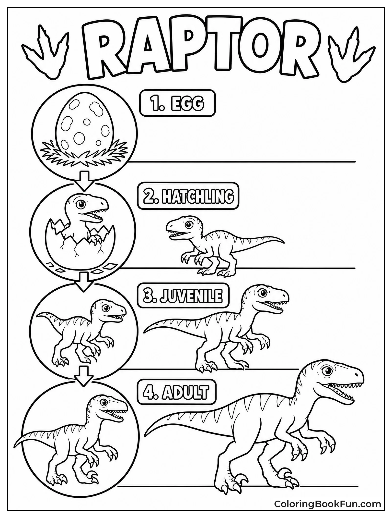 Velociraptor Lifecycle from Egg