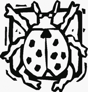 beetle01