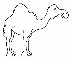 camel-9