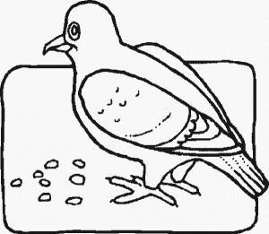 pigeonr