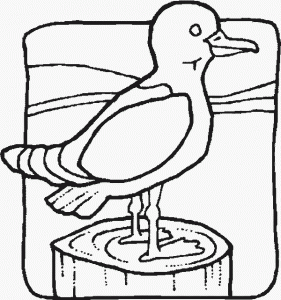 seagullr