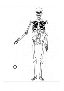 skeleton-2