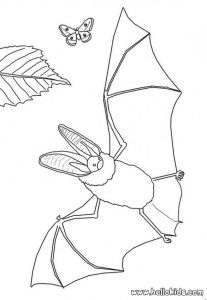 bat-butterfly-coloring-page-source_toi