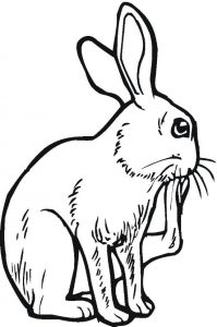 12 best bunny coloring pages for kids  updated 2018