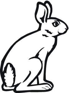 bunny-12