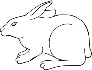 bunny-6