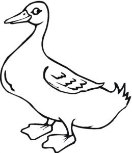 duck-11