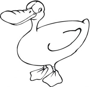 duck-20
