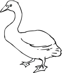 duck-7