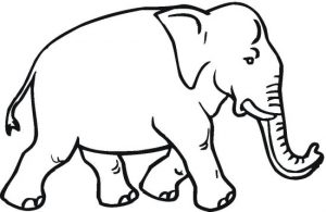 elephant-11