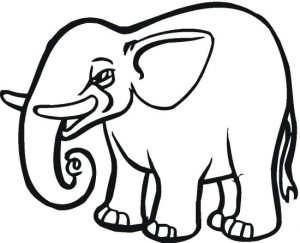 elephant-13