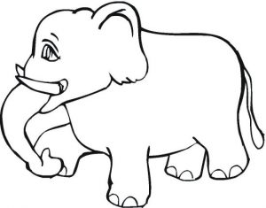 elephant-15