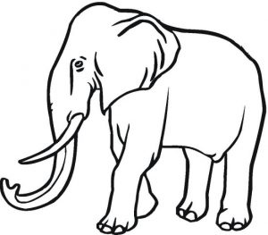 elephant-6