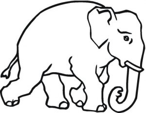 elephant-7