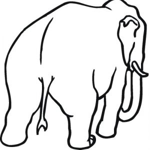 elephant-9