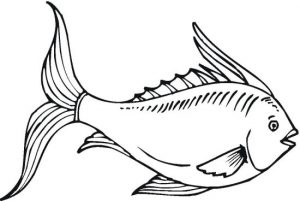 fish-11