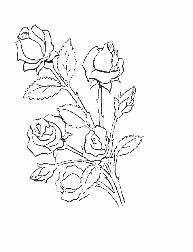 Рисунки для срисовки на лист а4. Рисунки цветов для срисовки. Цветы. Раскраска. Цветы рисунок карандашом. Рисунки для раскрашивания цветы.