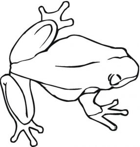 frog-10