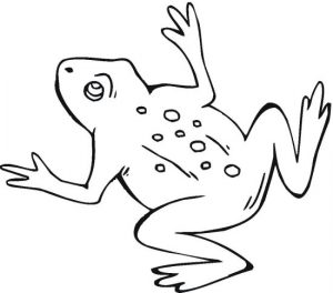 frog-5
