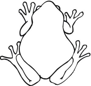 frog-9