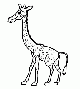giraffe11