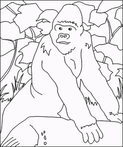 gorilla2