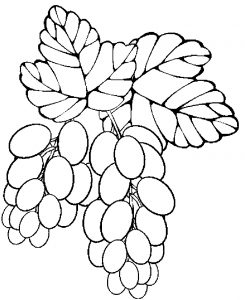 grapes-71-2-03-01-pm