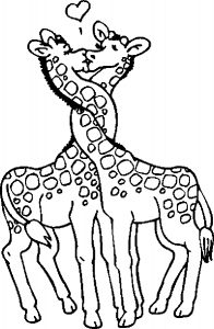lovers-giraffes