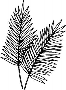 palm-leaves