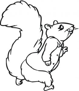 squirrel-10