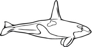 whale-14