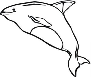 whale-21