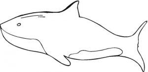 whale-6