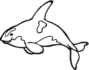 whale-9