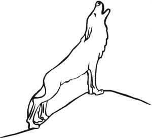 wolves-11
